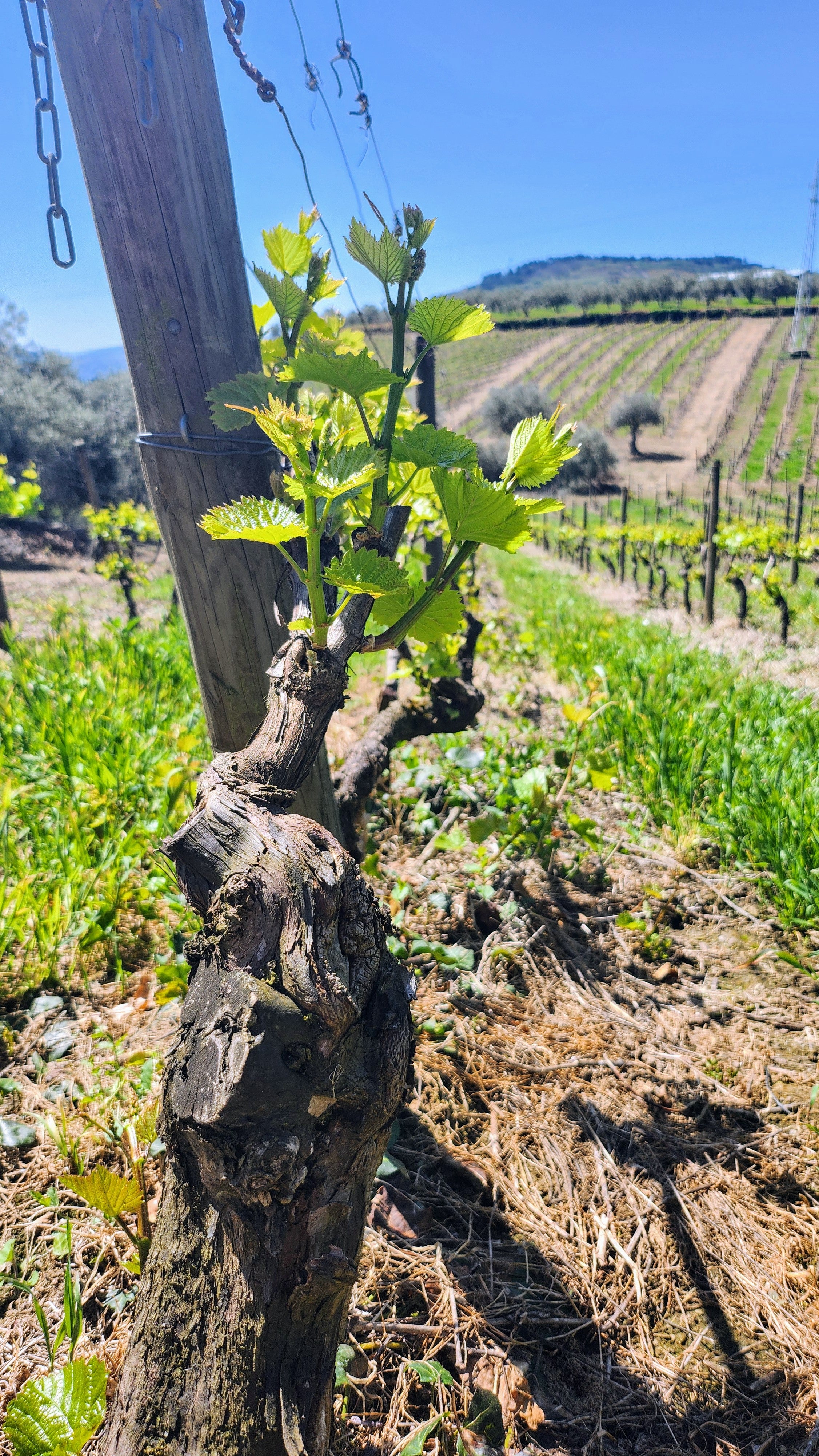 Vintage Port 2019